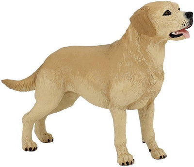 Labrador