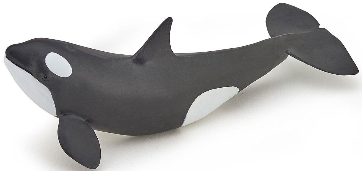 Killer whale calf