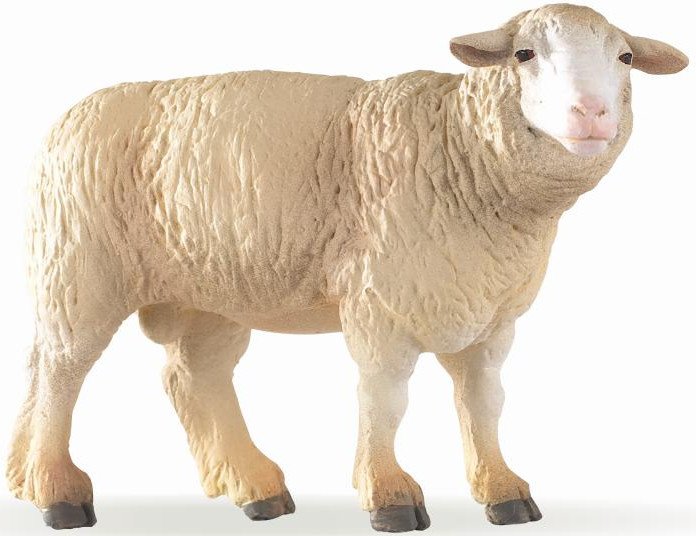 Merinos sheep