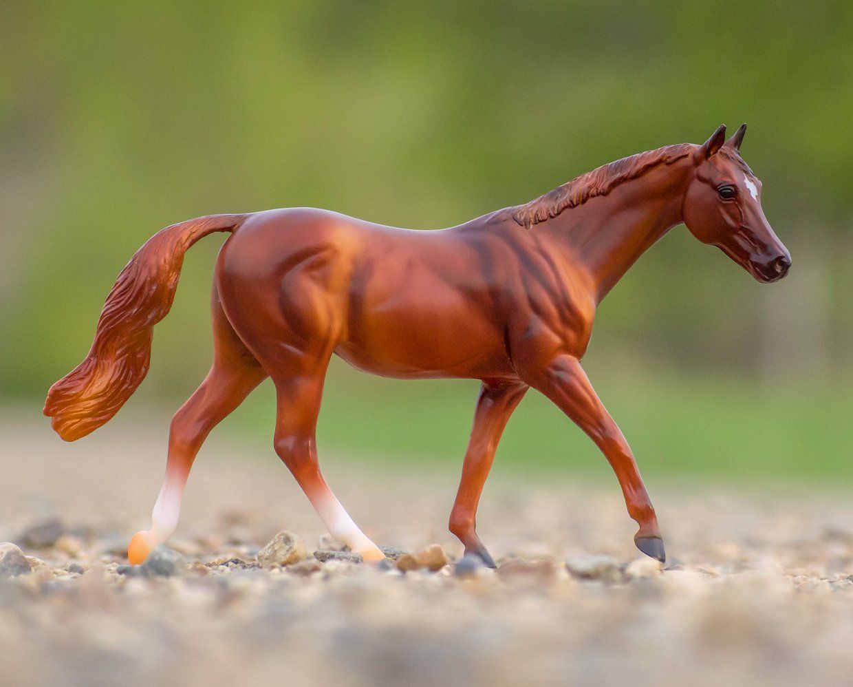 Coppery Chestnut Thoroughbred