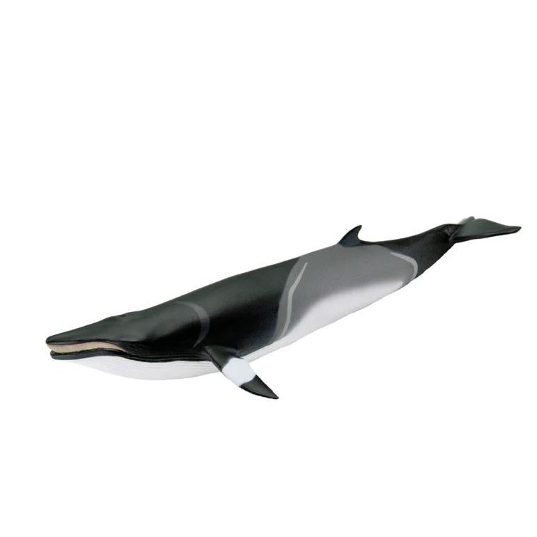 Minke Whale