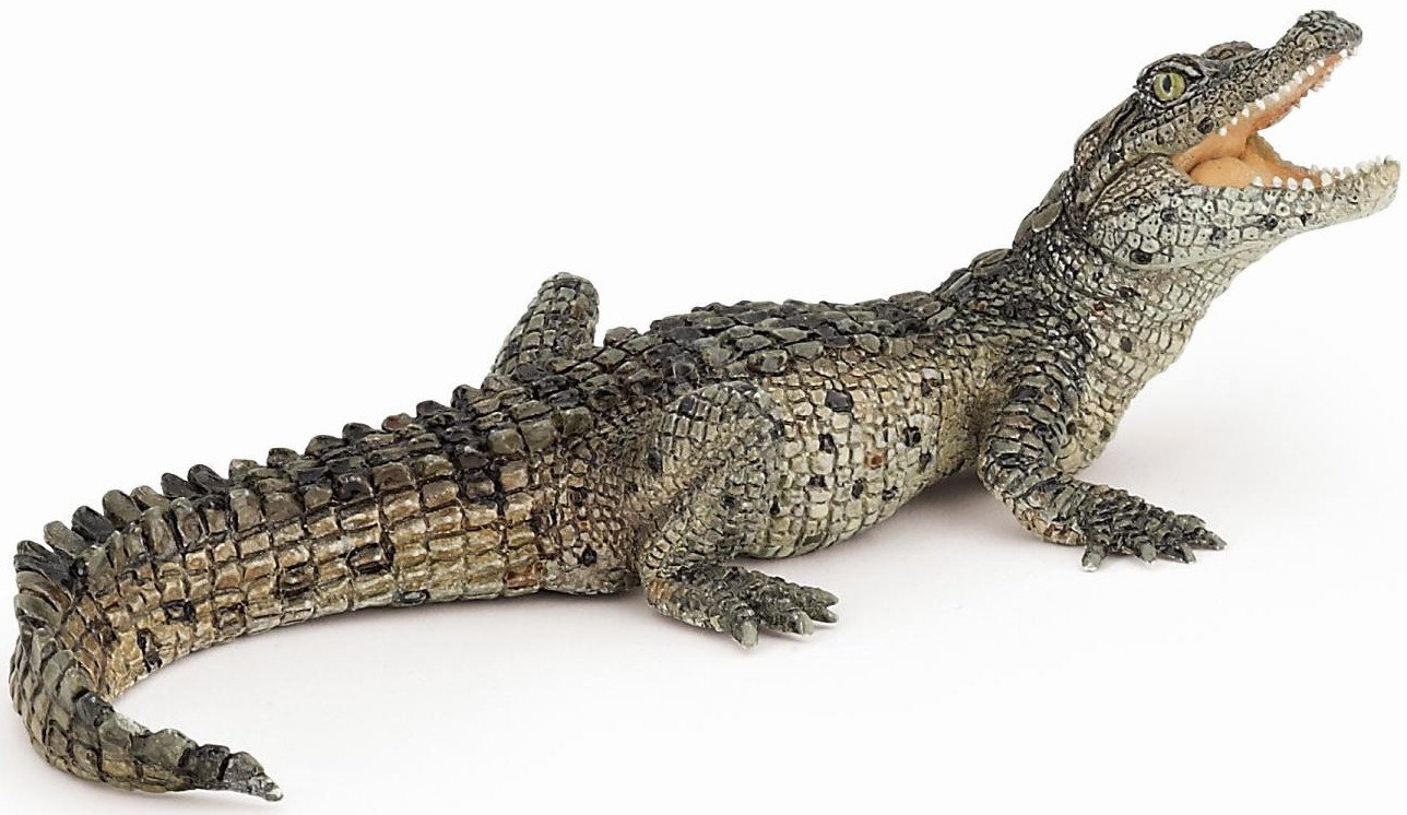 Baby crocodile
