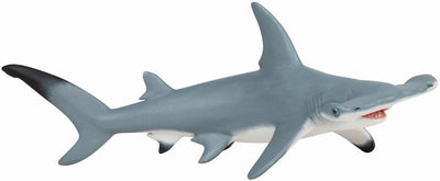 Hammerhead shark