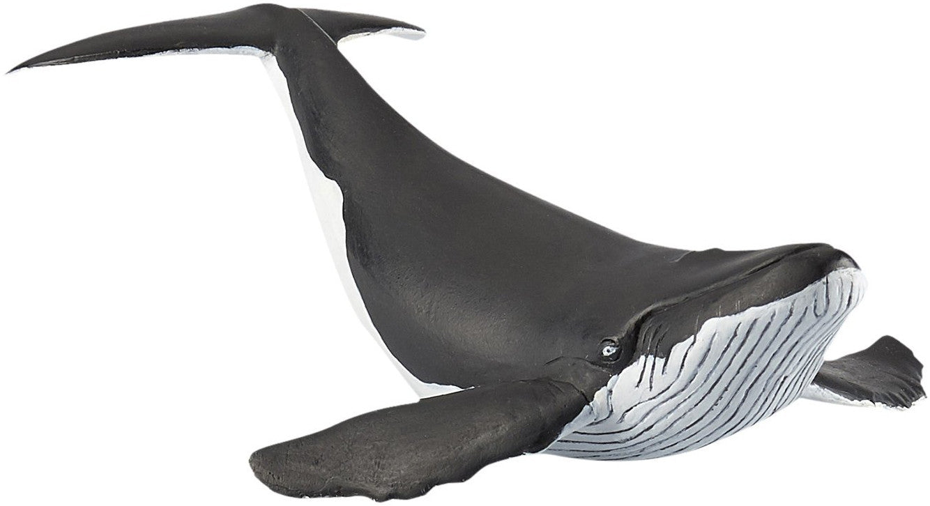 Humpback Whale calf