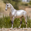 Pearly Grey Trakehner