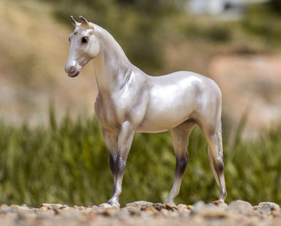 Pearly Grey Trakehner